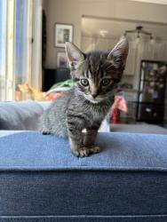 Shelter Stray Male Cat last seen ROBINRIDGE WAY & COTTONTAIL WAY, 2127 Front St, Sacramento, CA 95818, USA