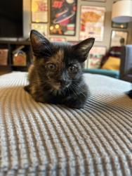 Shelter Stray Female Cat last seen FRUITRIDGE RD & ORTEGA ST, 2127 Front St, Sacramento, CA 95818, USA