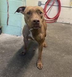 Shelter Stray Male Dog last seen LARRY WELDEN ST & DULLANTY WAY, 2127 Front St, Sacramento, CA 95818, USA