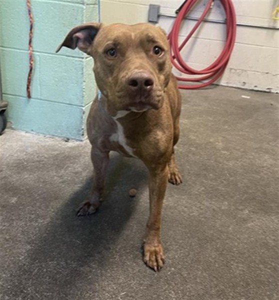 Shelter Stray Male Dog last seen LARRY WELDEN ST & DULLANTY WAY, 2127 Front St, Sacramento, CA 95818, USA