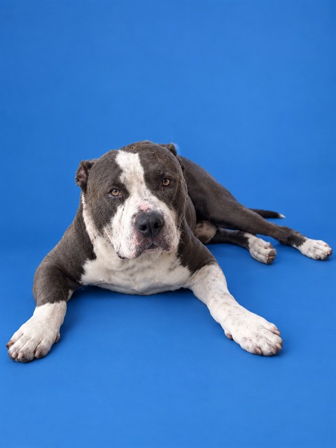 Shelter Stray Male Dog last seen Near BLOCK NW 175 TER, 3599 NW 79th Ave, Doral, FL 33122, USA