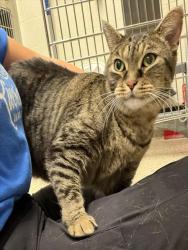 Shelter Stray Female Cat last seen Near BLOCK COLUMBINE CIR, 12155 Park Blvd, Brighton, CO 80601, USA