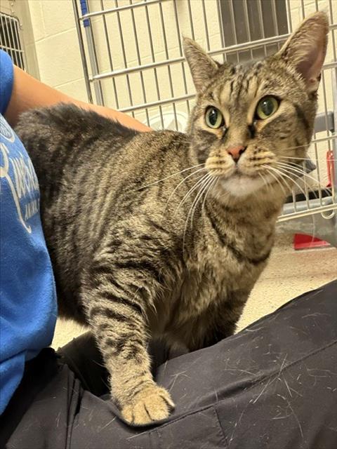 Shelter Stray Female Cat last seen Near BLOCK COLUMBINE CIR, 12155 Park Blvd, Brighton, CO 80601, USA