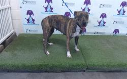 Shelter Stray Female Dog last seen , 2769 Conroy Rd, Orlando, FL 32839, USA