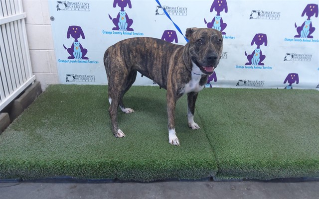 Shelter Stray Female Dog last seen , 2769 Conroy Rd, Orlando, FL 32839, USA