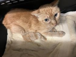Shelter Stray Male Cat last seen Near BLK DE FOREST AVE, LONG BEACH, CA 90813, 7700 E Spring St, Long Beach, CA 90815, USA