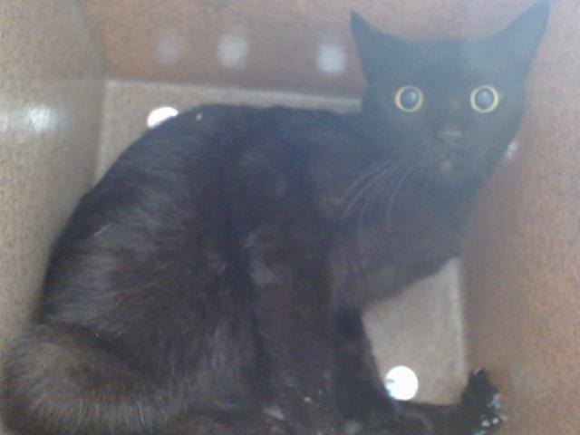 Shelter Stray Female Cat last seen , 2769 Conroy Rd, Orlando, FL 32839, USA