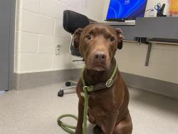 Shelter Stray Female Dog last seen H ST, 11232 B Ave, Auburn, CA 95603, USA