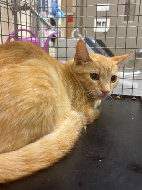 Shelter Stray Male Cat last seen , 232 Eslinger Way, Sanford, FL 32773, USA