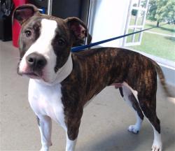 Shelter Stray Male Dog last seen 4TH ST AND MISSION, 1419 Bryant St, San Francisco, CA 94103, USA