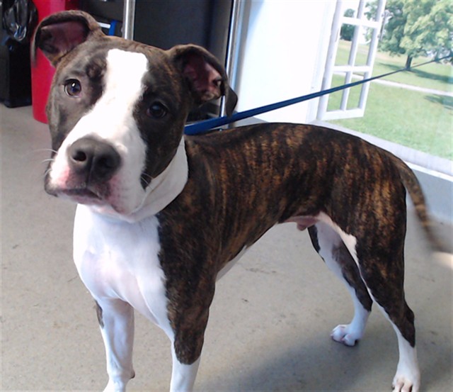 Shelter Stray Male Dog last seen 4TH ST AND MISSION, 1419 Bryant St, San Francisco, CA 94103, USA