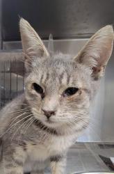 Shelter Stray Female Cat last seen , 11258 Garfield Ave, Downey, CA 90242, USA