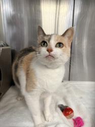 Shelter Stray Female Cat last seen Near BLOCK LAMBERT AVE, PUEBLO CO 81003, 4600 Eagleridge Pl, Pueblo, CO 81008, USA