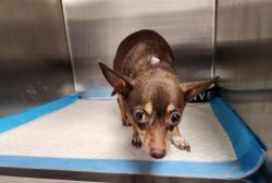 Shelter Stray Female Dog last seen , 11361 W Pico Blvd, Los Angeles, CA 90064, USA