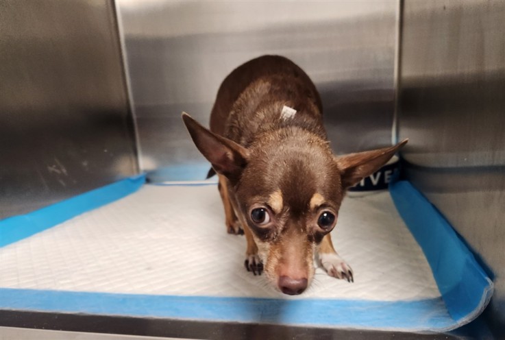 Shelter Stray Female Dog last seen , 11361 W Pico Blvd, Los Angeles, CA 90064, USA