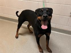 Shelter Stray Female Dog last seen Near BLOCK TUTT BLVD, COLORADO SPRINGS, CO 80923, 610 Abbot Ln, Colorado Springs, CO 80905, USA