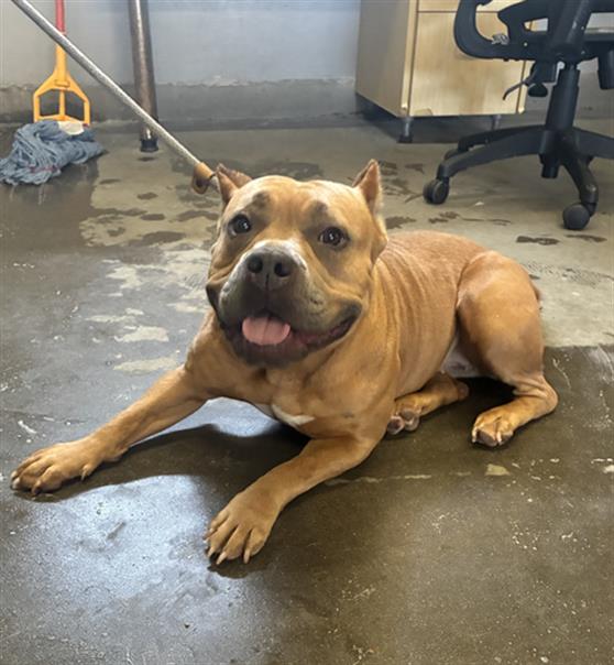Shelter Stray Female Dog last seen , 600 Aviation Dr, Camarillo, CA 93010, USA