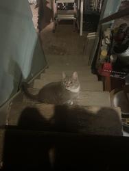 Found/Stray Male Cat last seen Grey's Ferry Ave & South Fallon St, Philadelphia, PA 19143