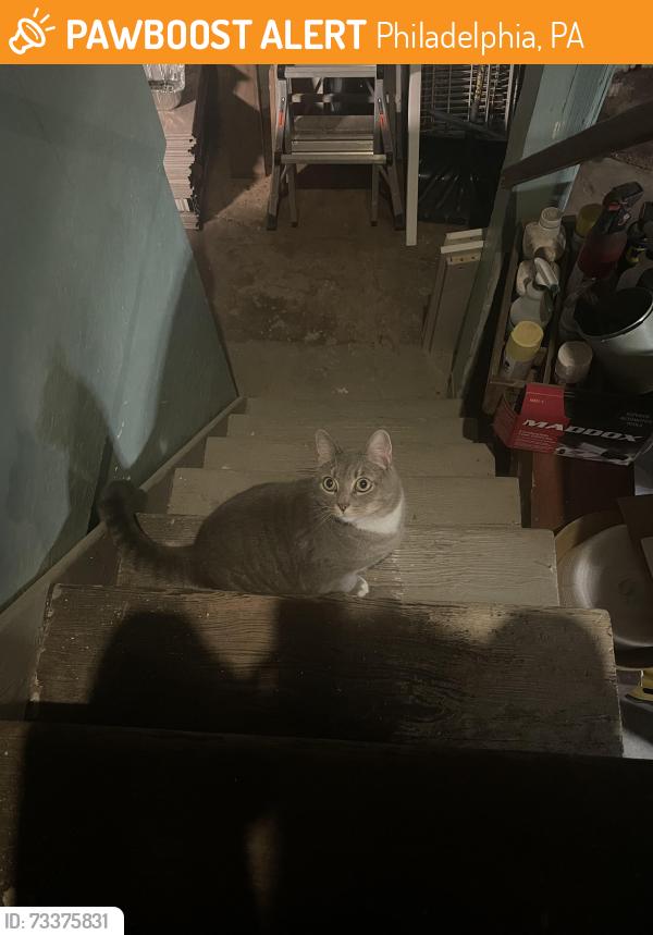 Found/Stray Male Cat last seen Grey's Ferry Ave & South Fallon St, Philadelphia, PA 19143