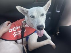 Shelter Stray Female Dog last seen 19TH AVE/DEER VALLEY DR, 5501 E Van Buren St, Phoenix, AZ 85008, USA