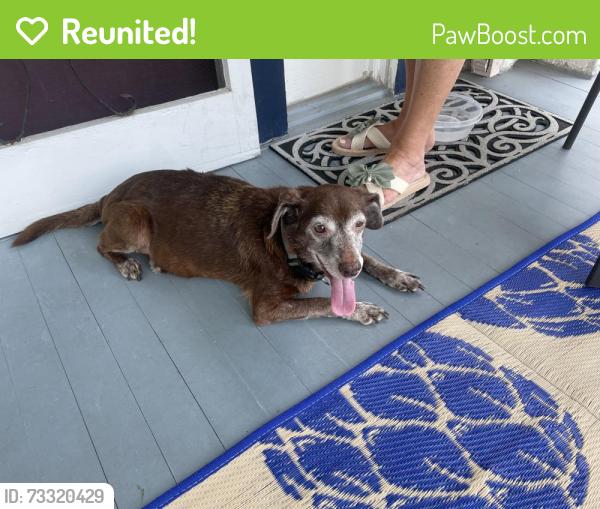 Reunited Male Dog last seen Near S Rocheblave St., New Orleans, LA 70125