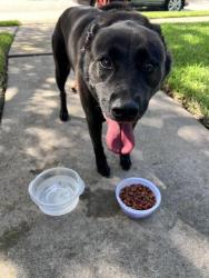 Reunited Female Dog last seen Cottage Cypress/Kirby Hill Ct, Houston, TX 77433