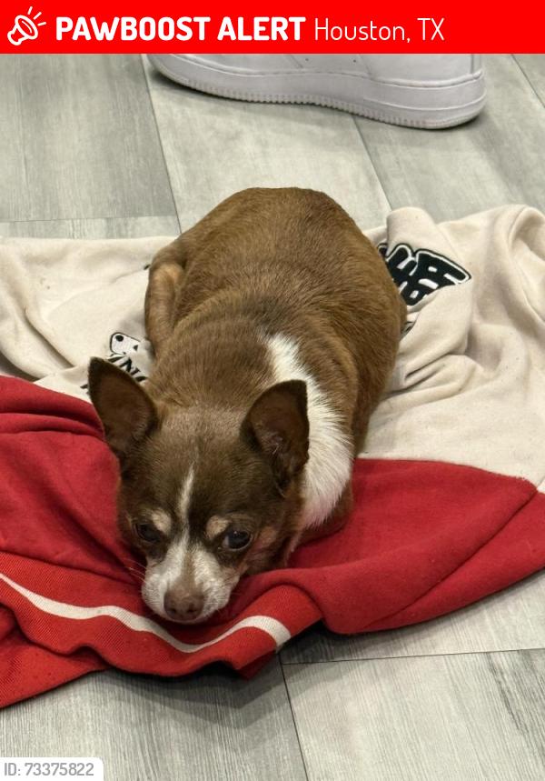 Lost Female Dog last seen Near laurel springs ln, Houston, TX 77339