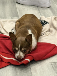 Lost Female Dog last seen Near laurel springs ln, Houston, TX 77339