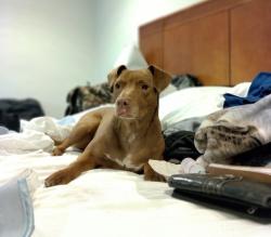 Lost Female Dog last seen Orange Street, Escondido, CA 92046