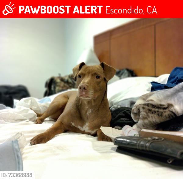 Lost Female Dog last seen Orange Street, Escondido, CA 92046