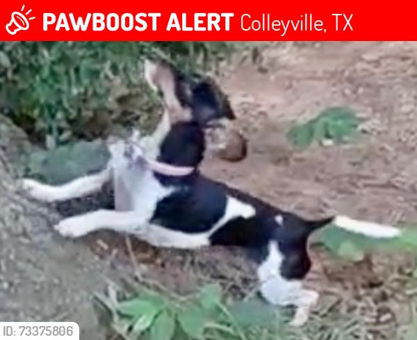 Lost Female Dog last seen Oak Knoll/Cheshire in Colleyville, Colleyville, TX 76034