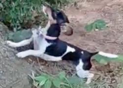Lost Female Dog last seen Oak Knoll/Cheshire in Colleyville, Colleyville, TX 76034