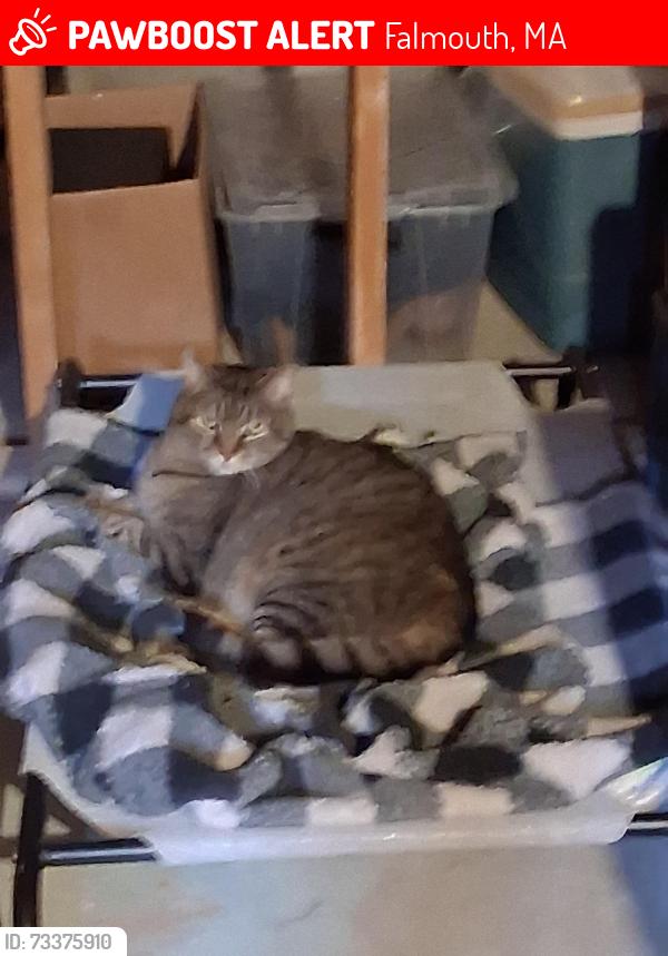 Lost Male Cat last seen Maravsista and Morris St, Falmouth, MA 02536