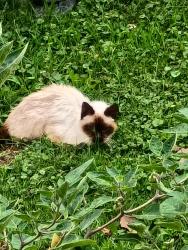 Found/Stray Unknown Cat last seen Brainard Drive and Windham Parma 44130, Parma, OH 44130