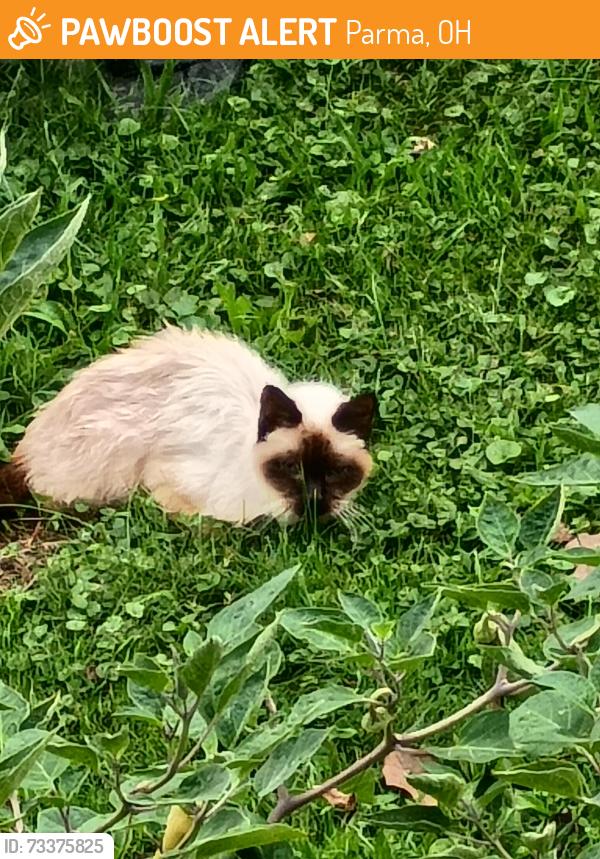 Found/Stray Unknown Cat last seen Brainard Drive and Windham Parma 44130, Parma, OH 44130