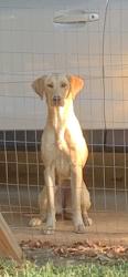 Found/Stray Female Dog last seen Blythe Ferry, Meigs County, TN 37308