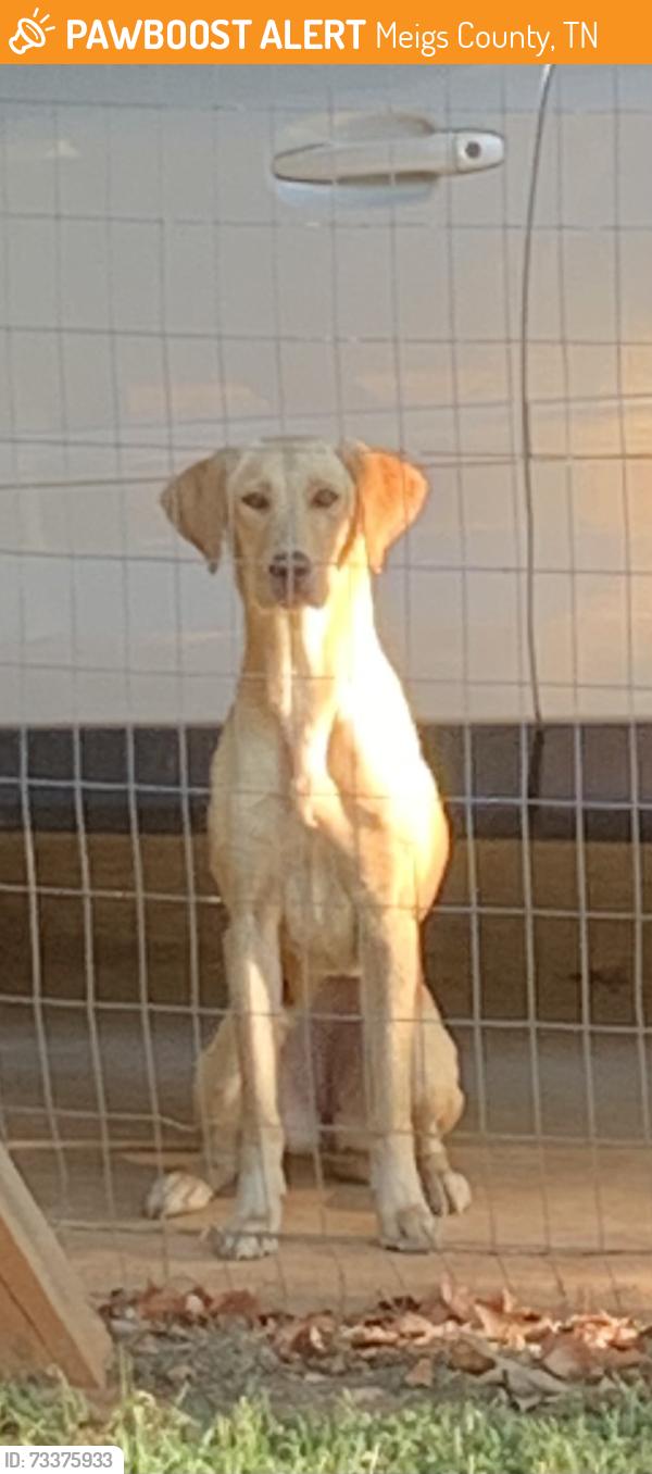 Found/Stray Female Dog last seen Blythe Ferry, Meigs County, TN 37308