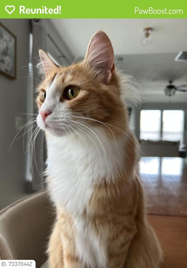 Reunited Male Cat last seen Near Legacy Pines Dr. Spring tx 77386, Spring, TX 77386
