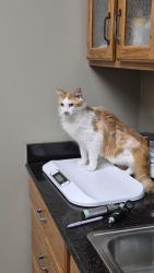 Reunited Male Cat last seen Amburn Meadows Ln and Nine Mile, Blount County, TN 37801