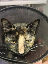Shelter Stray Female Cat last seen Near N Bradford St, Baltimore, MD 21205, 21205, MD, 2490 Giles Rd, Baltimore, MD 21225, USA