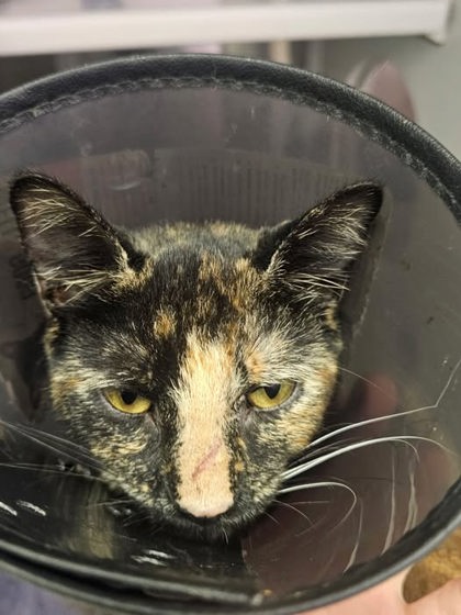 Shelter Stray Female Cat last seen Near N Bradford St, Baltimore, MD 21205, 21205, MD, 2490 Giles Rd, Baltimore, MD 21225, USA
