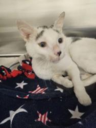 Shelter Stray Male Cat last seen Near N Bentalou St, Baltimore, MD 21216, 21216, MD, 2490 Giles Rd, Baltimore, MD 21225, USA