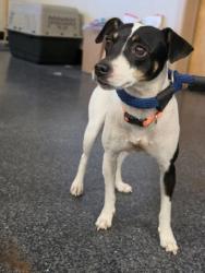 Shelter Stray Female Dog last seen Douglas Blvd & Dietrich Dr, Roseville City, CA, 200 Tahoe Ave, Roseville, CA 95678, USA