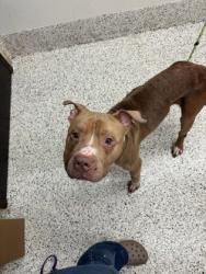Shelter Stray Male Dog last seen Near M.L.K Jr. Dr. SW, Fulton County, GA, 1251 Fulton Industrial Blvd NW, Atlanta, GA 30336, USA