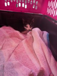 Shelter Stray Female Cat last seen 1-75 near Northside Exit, Fulton County, GA, 1251 Fulton Industrial Blvd NW, Atlanta, GA 30336, USA