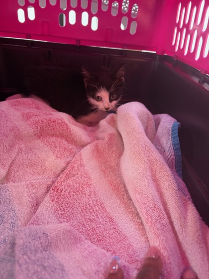 Shelter Stray Female Cat last seen 1-75 near Northside Exit, Fulton County, GA, 1251 Fulton Industrial Blvd NW, Atlanta, GA 30336, USA