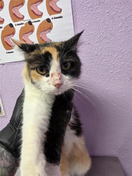 Shelter Stray Female Cat last seen Near Nations Ave, CITY of El Paso, TX, 5001 Fred Wilson Ave, El Paso, TX 79906, USA