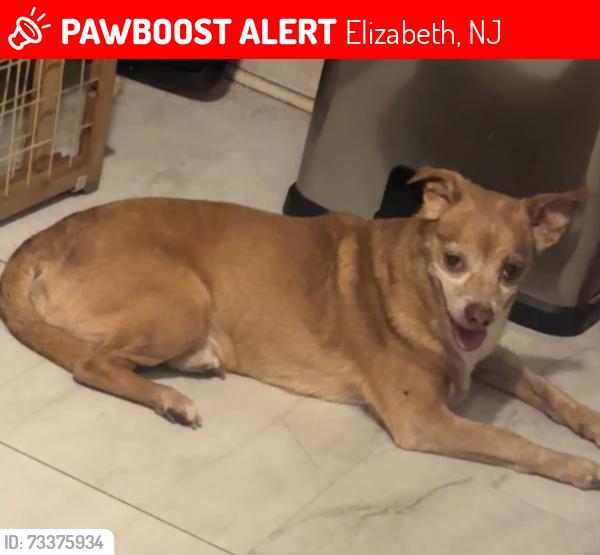 Lost Male Dog last seen East Jersey ,Fulton st, Elizabeth, NJ 07206
