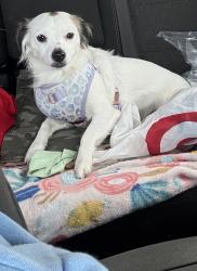Lost Female Dog last seen Near N Peach Ave Apt 145, Fresno, CA 93727, Fresno, CA 93727
