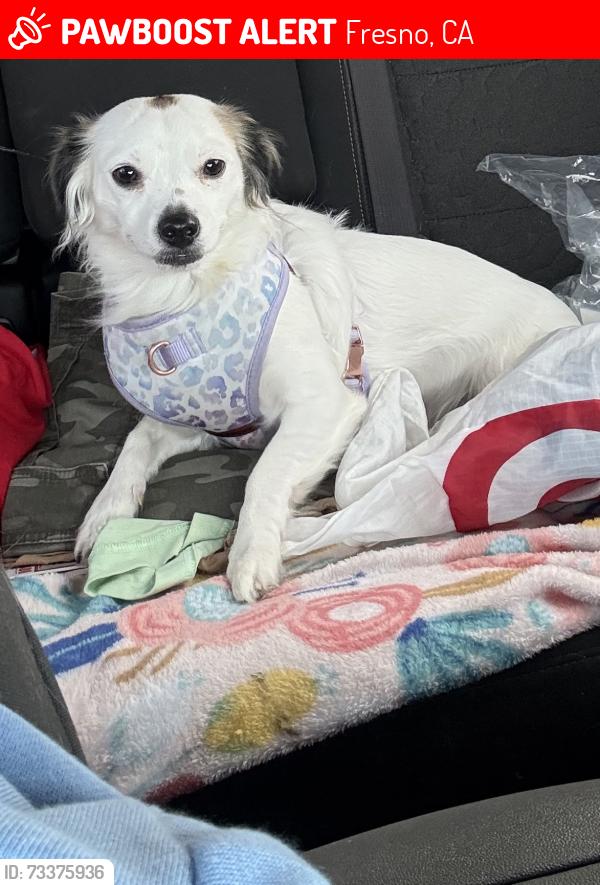 Lost Female Dog last seen Near N Peach Ave Apt 145, Fresno, CA 93727, Fresno, CA 93727